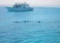 Private Dolphin trip Hurghada by Speed Boat